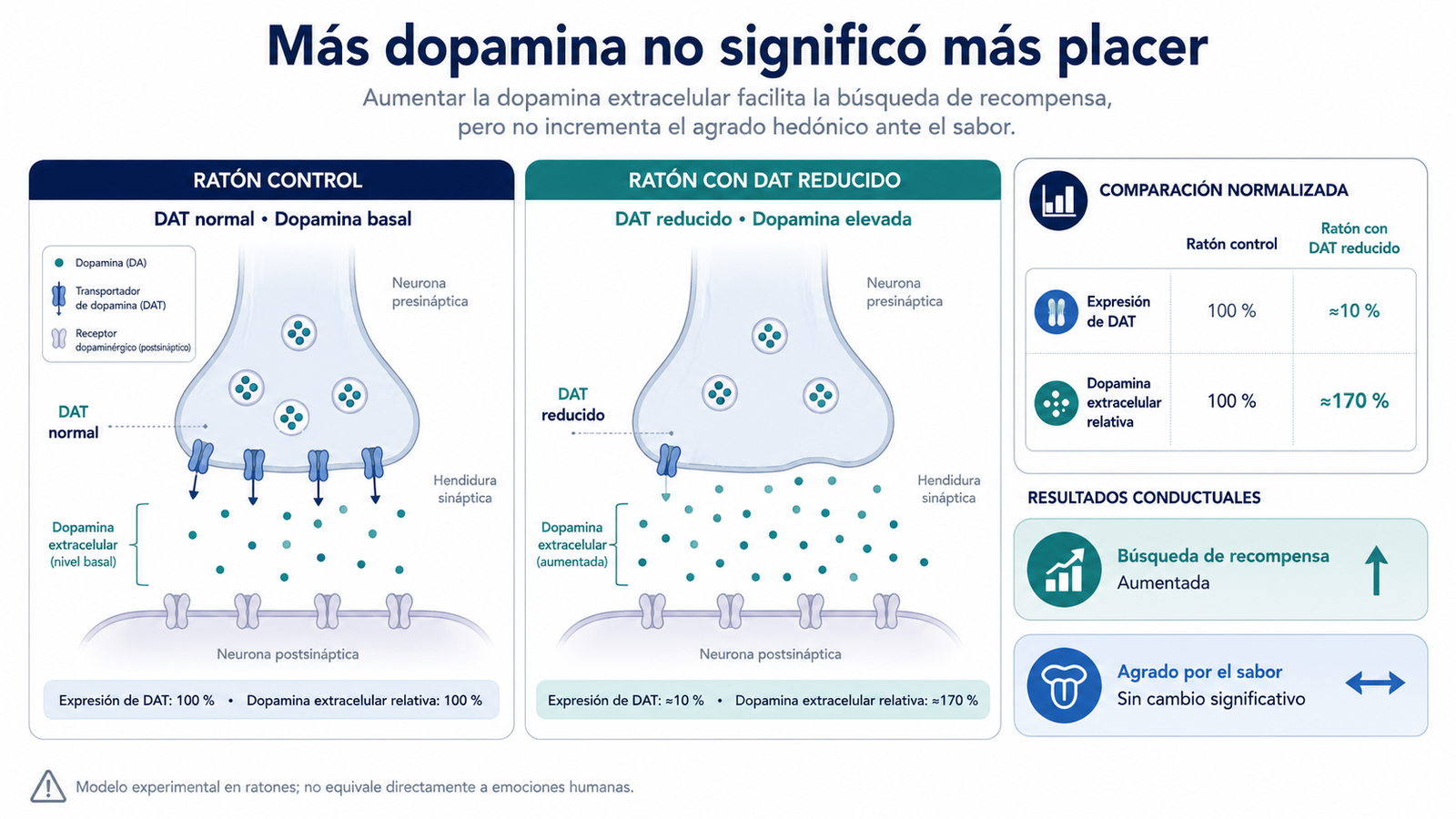 dopamina transportador DAT wanting liking y recompensa en experimento con ratones