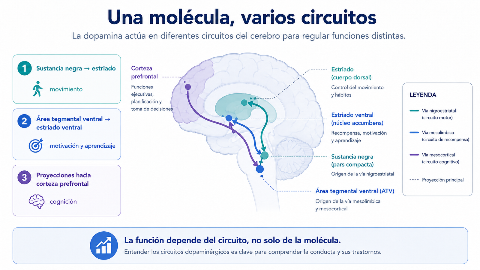 dopamina principales vías dopaminérgicas sustancia negra área tegmental ventral y corteza